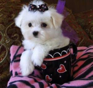 Adorable CKC Morkie Puppies