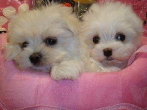 Tiny Male Maltese Pup