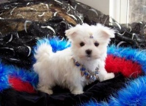 Excellent Pedigree Little Male Maltese Pup