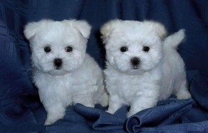 Two Maltese Puppies