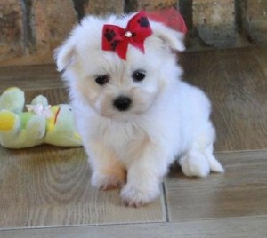 Outstanding Maltese Pup
