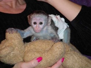 Capuchin monkeys for adoption