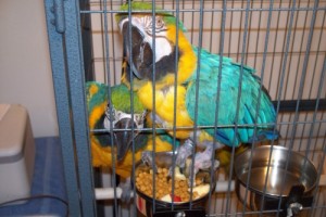 Tame and Talking Macaw Pair