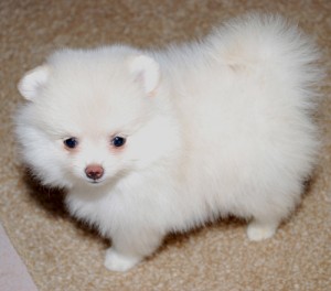 Home Trained Pomeranian Puppies