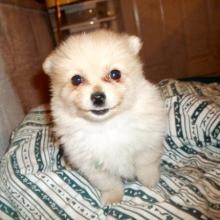 Beautiful Pomeranian for sale