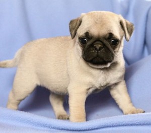 Classic Pug Puppies For Sale