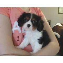 Cavalier King Charles for Adoption