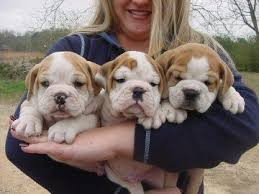 English Bulldog puppies