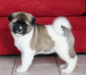 Akita Puppies For Sale