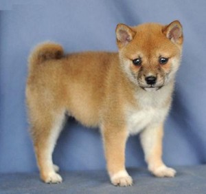 Registered Shiba Inu Puppy For Sale