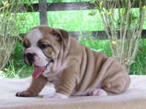 Cute English Bulldogs for Sale