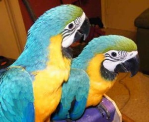 Pair of Blue and Gold Macaw parrots for sale
