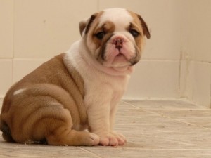 Pick Up English Bulldog Puppy