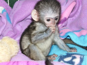 Sensitive and Playful Capuchin Monkeys