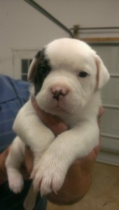 American Bulldog Puppies