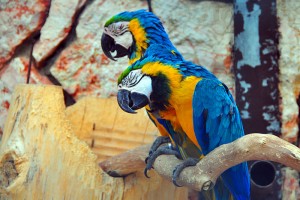 Hyacinth Macaw Parrots