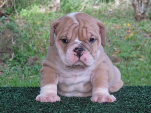 AKC English Bulldog Puppies