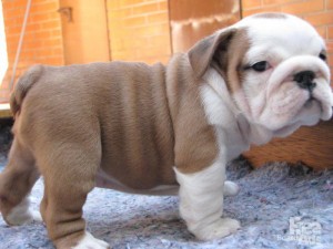 English Bulldog Puppy AKC Registered