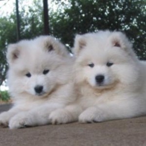 Samoyed Puppies