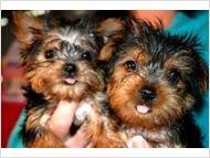 Yorkshire Terrier Puppy for Adoption - 10 Weeks Old
