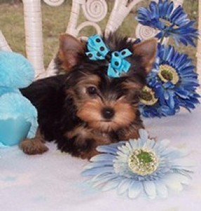 Lovely Teacup Yorkie Puppies