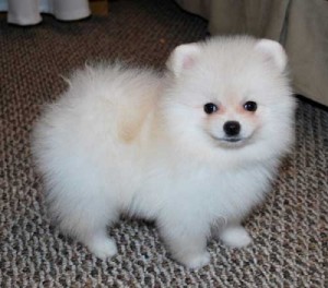 Awesome Pomeranian Puppy