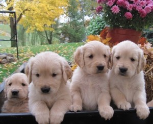 Adorable Golden Retriever Puppies