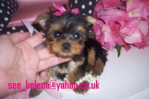 Teacup Yorkie puppies for Sale