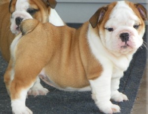 Miniature English Bulldogs