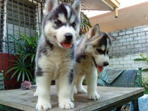 Lovely Syberian Husky pupies for adoption