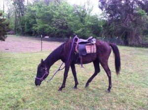 Arabian Mare For Sale