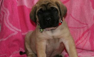 Mastiff puppies