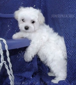 Maltese Puppy