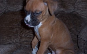 Boxer puppy for adoption