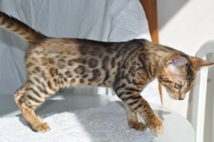 Outstanding Bengal Kitten Sale