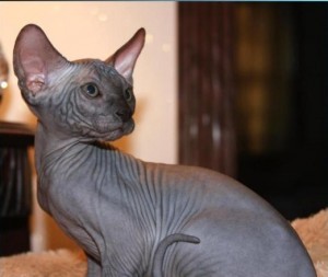 Sphynx Kittens, Parents from Russia.