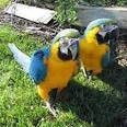 Hyacinth Macaw Parrots