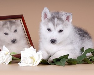Purebred Siberian Husky Puppies for Sale