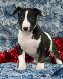 Bull Terrier puppies for sale