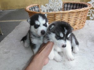 Smart Siberian Husky Puppies