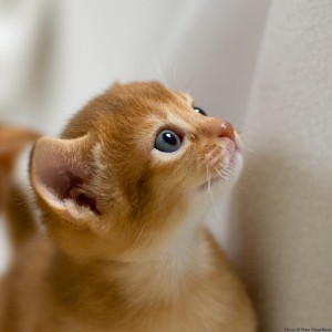 Charming Abyssinian Cats