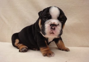 English Bulldog Pups