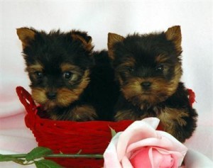 Teacup Yorkies Puppy