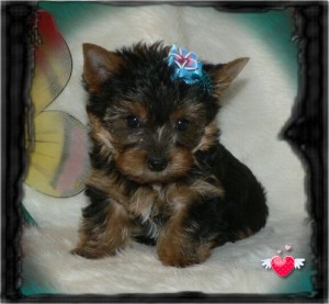 Top Quality Yorkie Puppies Available
