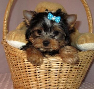 Teacup Yorkie puppies - AKC registered