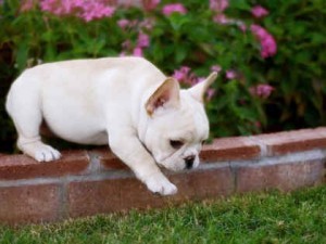 Frenchbull Puppies for Adoption