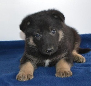 German Shepherd Puppies for You