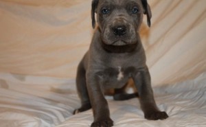 Great Dane puppies