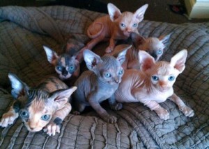 Female Sphynx Cat