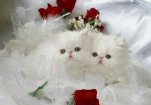 Persian Kittens For Sale